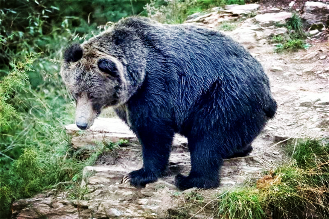 云贵雪豹队鏖战岭南暴熊队，游泳大师赛守住胜果，替补奇兵立功。二次进攻频频奏效(雪豹拜城雪豹畏战雪豹解散)